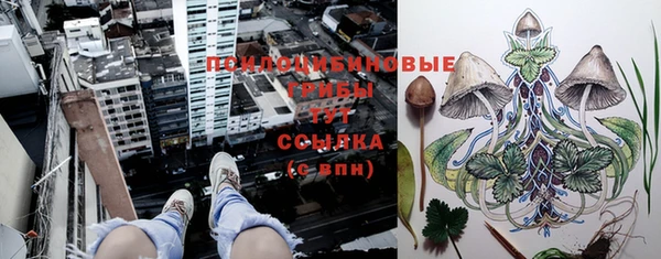прущие грибы Армянск